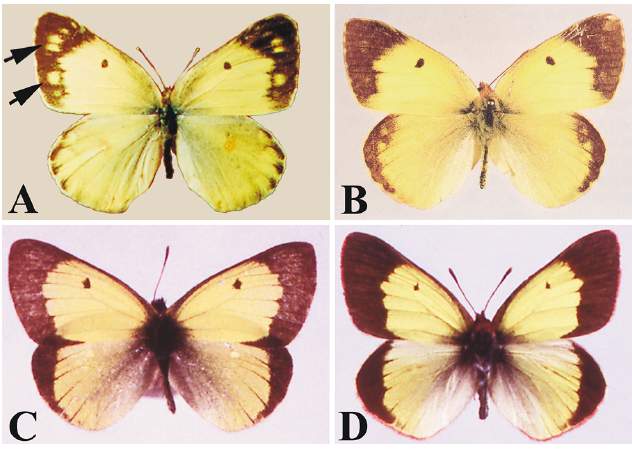 Colias Cold Shock (Internet Image property of respective owner, non-commercial use only)
